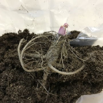 Стандарт поставки 3 Аквилегия Вильям Гиннес