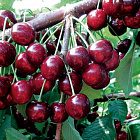 Черешня Ревна (горшок 2л)