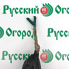 Роза Полька 