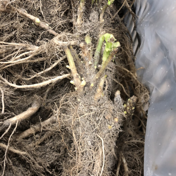 Стандарт поставки 3 Колокольчик Радужные колокола