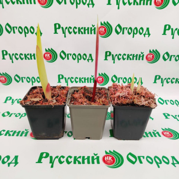 Стандарт поставки 9 Гладиолусы в ассортименте (горшок Р9)