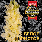 Гладиолус Белое Игристое (горшок Р9)