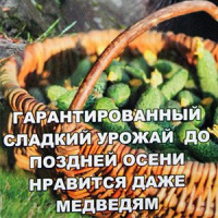 Огурец F1 Мишка  - купить с доставкой