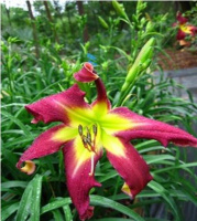 Hemerocallis Ledgewood's Frequent Flyer - купить с доставкой