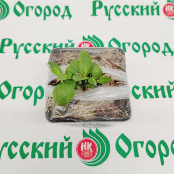 Стандарт поставки 2 Горечавка Литл Пинки