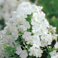 Флокс метельчатый Рембрандт - купить с доставкой