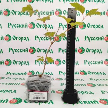Стандарт поставки 1 Калина Таёжные рубины