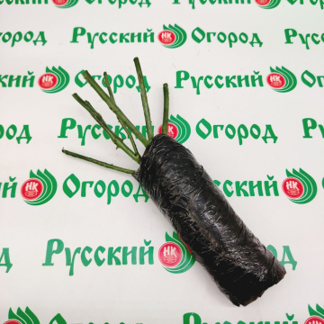 Стандарт поставки 4 Роза Эмма Де Мейян