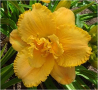 Hemerocallis Spacecoast Sensation - купить с доставкой