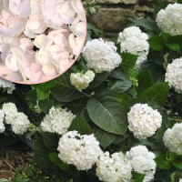 Гортензия крупнолистная Блашинг Брайд - купить с доставкой