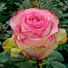 Роза Эсперанса