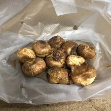 Стандарт поставки 2 Крокус Жанна Дарк