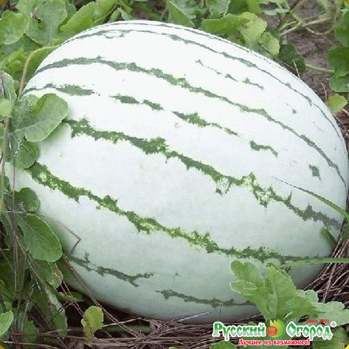Лучший Интернет Магазин Бахчевых Семян