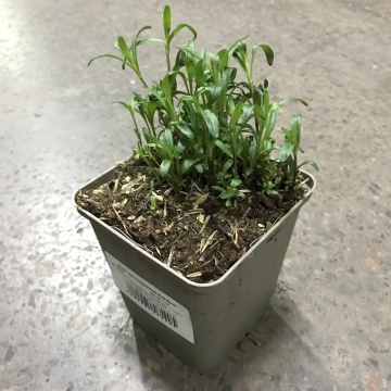 Стандарт поставки 1 Флокс растопыренный Мэй Бриз