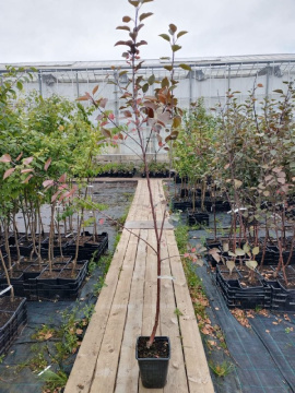 Стандарт поставки 1 Яблоня с красной мякотью Красная Вертмана (горшок 7л)