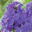 Флокс метельчатый Аметист™