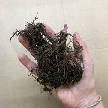 Стандарт поставки 4 Аквилегия Вильям Гиннес