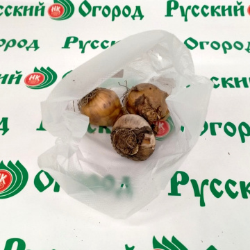 Стандарт поставки 5 Нарцисс Банановый ликер
