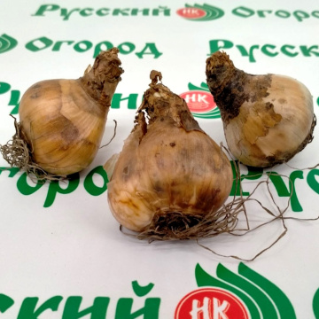 Стандарт поставки 2 Нарцисс Эпл Пай