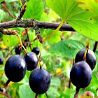 Крыжовник Орлёнок