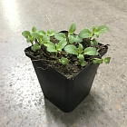 Монарда Крофтвей Пинк