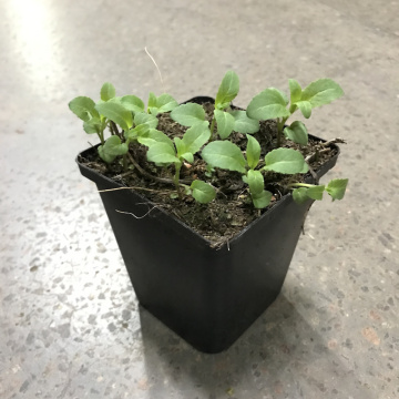 Стандарт поставки 1 Монарда Крофтвей Пинк