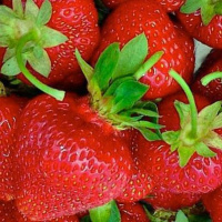 Земляника Белруби - купить с доставкой
