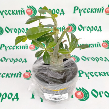 Стандарт поставки 6 Адениум тучный Уайт