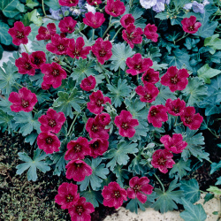 Polštář Geranium Parple