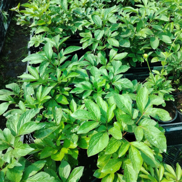 Стандарт поставки 2 Пион молочноцветковый Честин Гуди