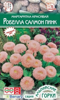 Маргаритка красивая Робелла Салмон пинк