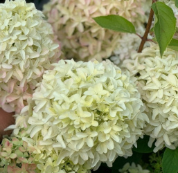 Hydrangea paniculata Magická limetková jiskra