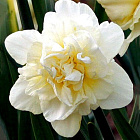 Нарцисс Обдам