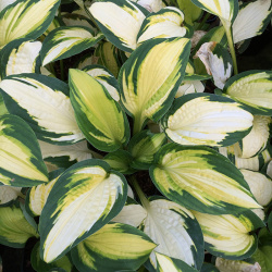 Hosta Georgia Sweethearts (pot r9)