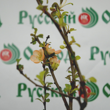 Стандарт поставки 3 Айва великолепная Камео