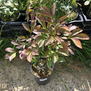 Стандарт поставки 16 Пион молочноцветковый Честин Гуди