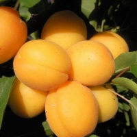 Абрикос Серафим - купить с доставкой