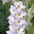 Гладиолус Голубые снежинки