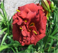 Hemerocallis Ruby Corsage - купить с доставкой