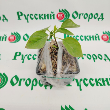Стандарт поставки 4 Сирень обыкновенная Антуан де СентЭкзюпери