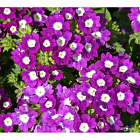 Фиолетово-белый