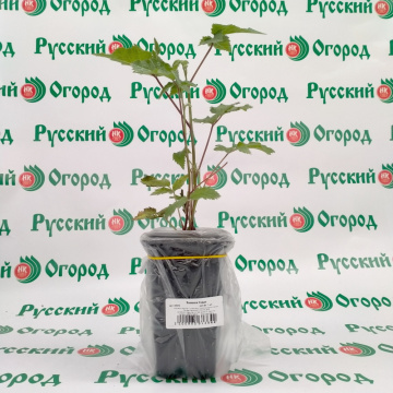 Стандарт поставки 2 Ежевика Кэддо