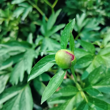 Стандарт поставки 6 Пион молочноцветковый Честин Гуди