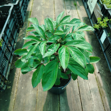 Стандарт поставки 11 Пион молочноцветковый Честин Гуди