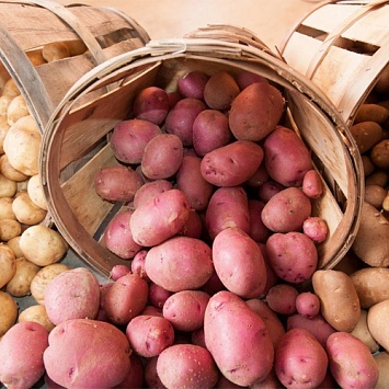 Картофель: проращивание клубней