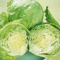 Салат кочанный Алабама