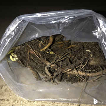 Стандарт поставки 3 Лилейник гибридный Милдред Митчел