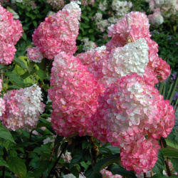 Hydrangea paniculata Vanilka Jahoda
