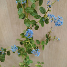 Цеанотус Репенс