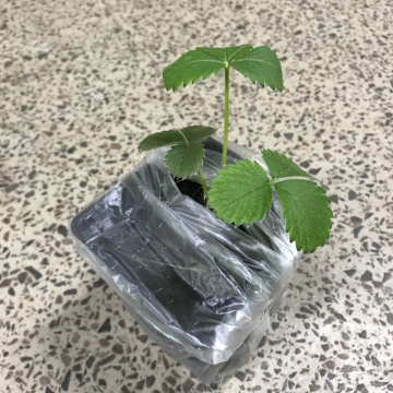 Стандарт поставки 2 Земляника Кабрилло